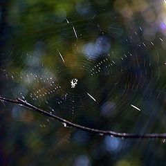 фото "Осенняя нега"
