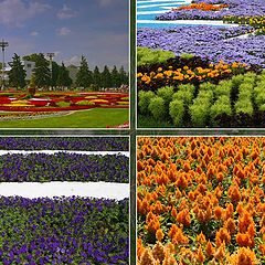 photo "Flower festival on VVC at 2005"