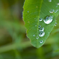 photo "Droplets"