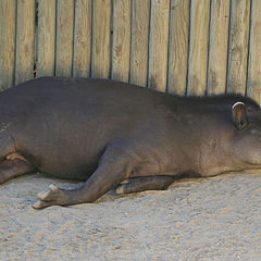 фото "Lisbon Zoo - 15/20"