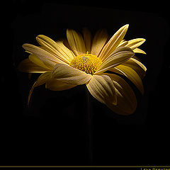 фото "Yellow... (II)"