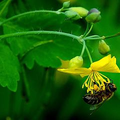 photo "hungry bee"