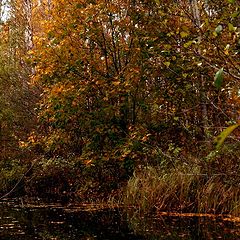 photo "Late autumn"