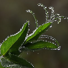 photo "Невесомость"