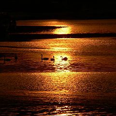 photo "Swans at sunset"