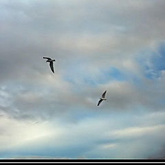 photo "Dancing on sky"