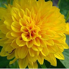 фото "Yellow flower"