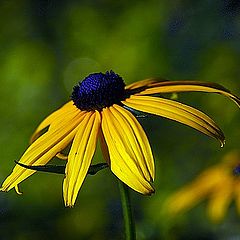 photo "yellow and bleu"