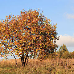 photo "Осень..."