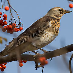 photo "Turdus pilaris"