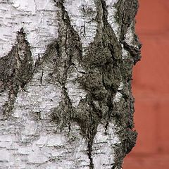 photo "the birch in the town as is"