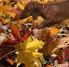 photo "Autumn walk"