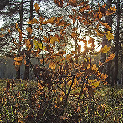 фото "Солнце сквозь листья"