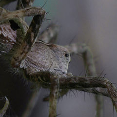 фото "Spider"