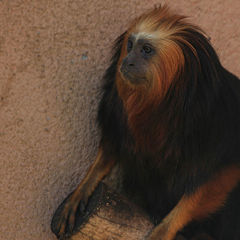 photo "Lisbon Zoo - 16/20"