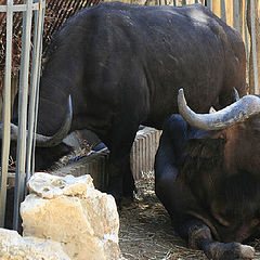 фото "Lisbon Zoo - 17/20"