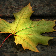 photo "Autimn leaf"