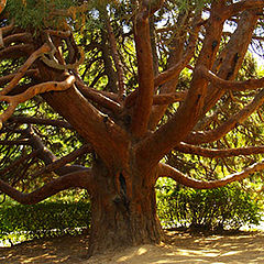 photo "Octopus foro the plant world"