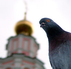 photo "***"