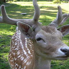 photo "fluffy antlers"