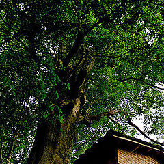 фото "An old tree"