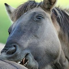 photo "horse kiss"