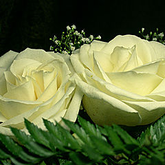фото "Две белые розы"