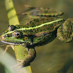 photo "frog"