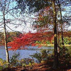 photo "This bright autumn."