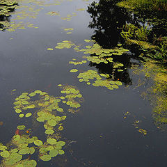 photo "Dark Water"