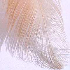 photo "soft"