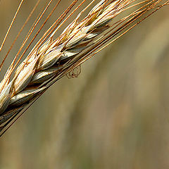 photo "The Wheat & The Spider"