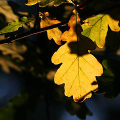 photo "The autumn has come"