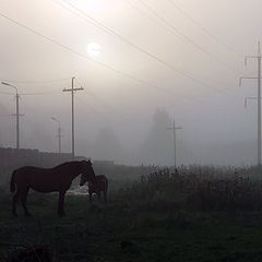 фото "Туманным утром"