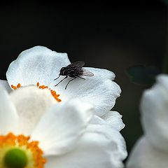 фото "the fly"