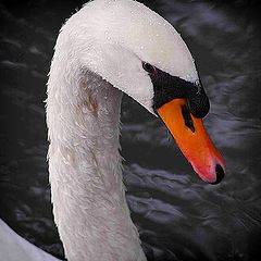 photo "swan"