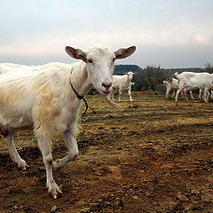 фото "пра казу и коз других и про осень"