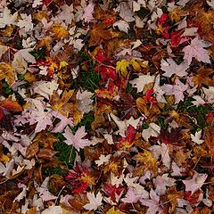 photo "Autumn Carpet"