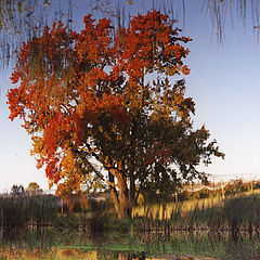 photo "'Water' Tree"