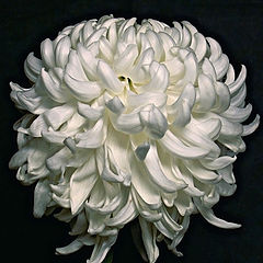 фото "Ничто не сравниться с белою хризантемой"