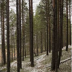 фото "Walk at autumn"