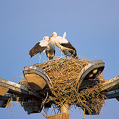 photo "Nature Takes Its Back"