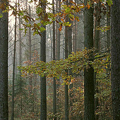 photo "Fall forest"