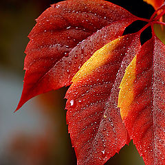 фото "Autumn by my window"