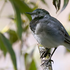 photo "After bathing."