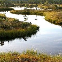 фото "Kemeri raised bog 2"