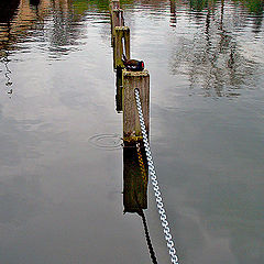 photo "A coot's kingdom"