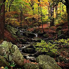 photo "Vitosha Mountain"