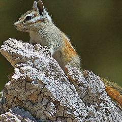 photo "Бурундук (chipmunk)"