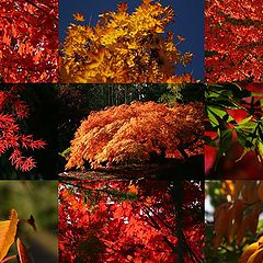 photo "Fall Collage"